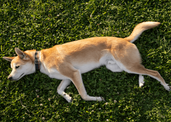 Por que meu pet gira antes de dormir? A resposta está no DNA