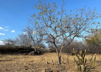 Mais três cidades da Paraíba têm situação de emergência reconhecida por estiagem