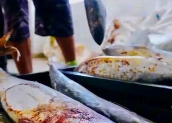 Moradores têm intoxicação alimentar após consumo de peixe distribuído pela prefeitura de Pilar, na Paraíba