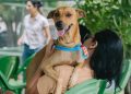 Paraíba abre mais de 700 vagas para castração gratuita de cães e gatos
