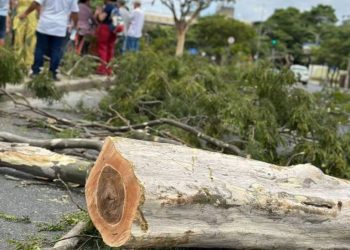 João Pessoa perde verde e espaço no ranking de arborização urbana, revela Censo