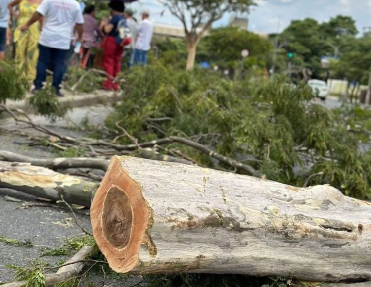 João Pessoa perde verde e espaço no ranking de arborização urbana, revela Censo