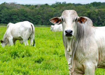 Brasil livre da aftosa sem vacina e pronto para exportar carne (e moral) com selo internacional