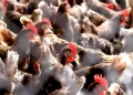 Brasil negocia flexibilização de embargos após confirmação de gripe aviária em granja comercial