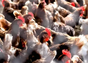 Brasil negocia flexibilização de embargos após confirmação de gripe aviária em granja comercial