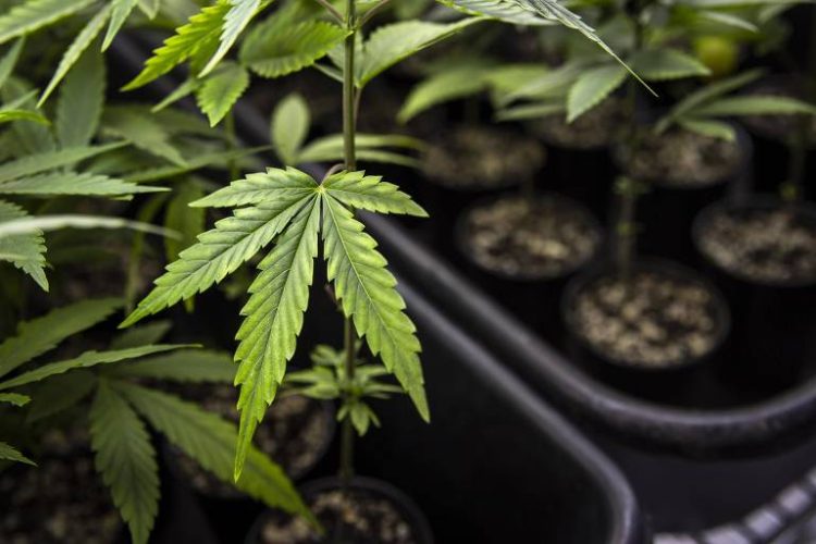 Pesquisa dos EUA associa consumo frequente de maconha a sinais precoces de doenças cardiovasculares