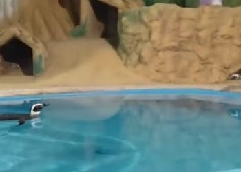 Pinguins chegam à Paraíba e podem ser visitados em aquário a partir desta quinta-feira