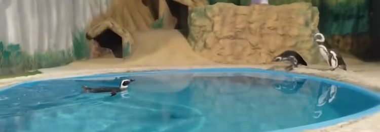 Pinguins chegam à Paraíba e podem ser visitados em aquário a partir desta quinta-feira
