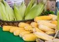 Festival do Milho da Cecaf movimenta mais de meio milhão e reforça força da agricultura familiar em João Pessoa