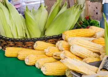 Festival do Milho da Cecaf movimenta mais de meio milhão e reforça força da agricultura familiar em João Pessoa