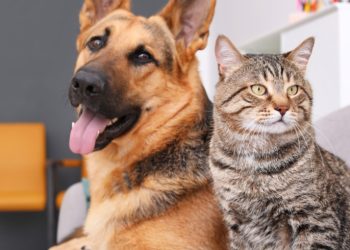 Mutirão de castração em João Pessoa disponibiliza 500 vagas para cães e gatos
