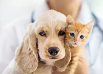 Nova lei proíbe tatuagens e piercings em cães e gatos no Brasil