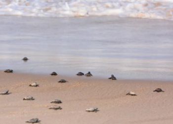 Prefeitura de João Pessoa abre inscrições para projetos ambientais e tecnológicos