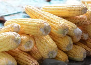 Preço da ‘mão de milho’ pode chegar até R$60 em feiras de João Pessoa