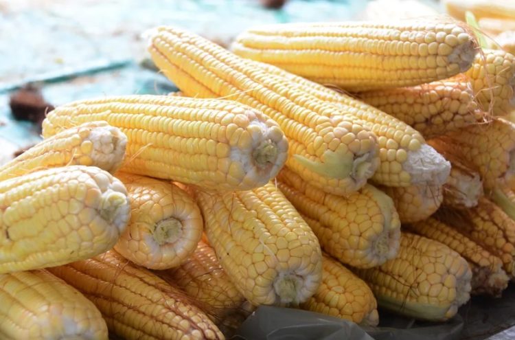 Preço da ‘mão de milho’ pode chegar até R$60 em feiras de João Pessoa