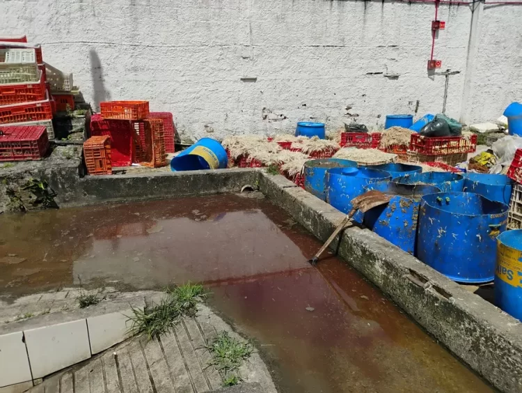 Empresa de abate é flagrada poluindo rio em João Pessoa e tem atividades suspensas