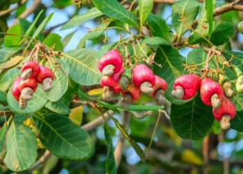 Caju: da tradição indígena ao símbolo nordestino, a trajetória de um fruto essencialmente brasileiro