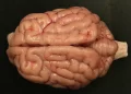 Cada gole tem seu custo: o álcool e a saúde do cérebro