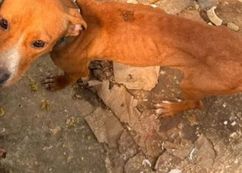 Cães acorrentados e desnutridos são resgatados em João Pessoa após denúncia