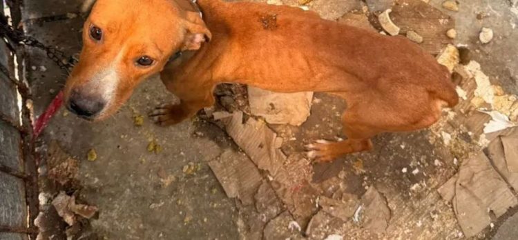 Cães acorrentados e desnutridos são resgatados em João Pessoa após denúncia