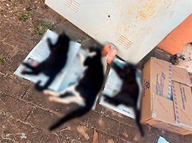Envenenamento em série de cães e gatos assusta moradores na Zona Sul de Cajazeiras