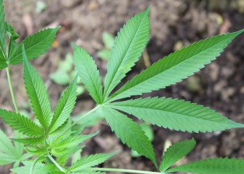 Presos por pequenas quantidades de maconha terão casos reavaliados na Paraíba