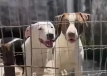 Mais de 30 cães são resgatados de canil clandestino, no José Américo