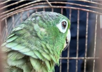 Papagaio furtado da Bica é resgatado pela Guarda Civil de João Pessoa