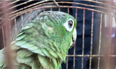 Papagaio furtado da Bica é resgatado pela Guarda Civil de João Pessoa