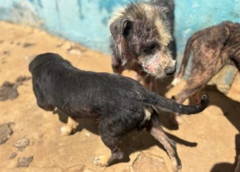 Quase 30 cães são encontrados em condições precárias no canil de prefeitura paraibana