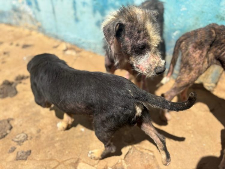 Quase 30 cães são encontrados em condições precárias no canil de prefeitura paraibana