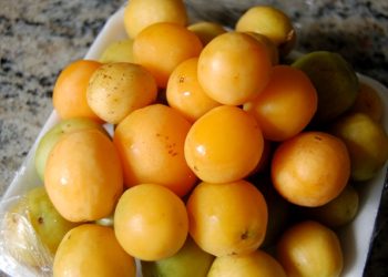 Umbu: a fruta que carrega no sabor a memória de um sertão que resiste