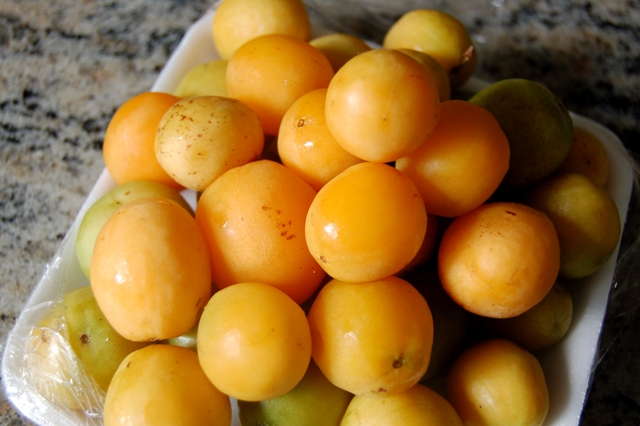 Umbu: a fruta que carrega no sabor a memória de um sertão que resiste