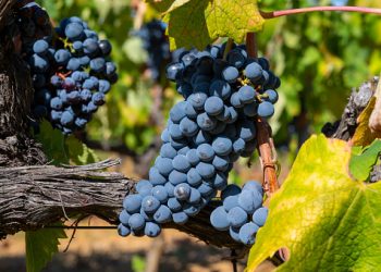 Fruta ganha fama de “superalimento” entre os 60+