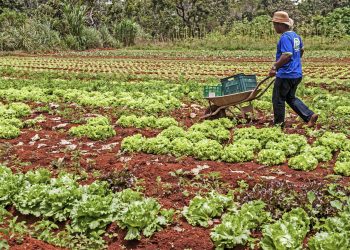 Agricultura familiar terá benefício permanente na tarifa de energia elétrica