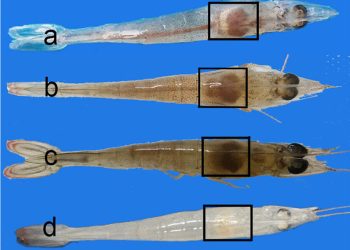 O fígado do camarão sabe de tudo e vai te dedurar