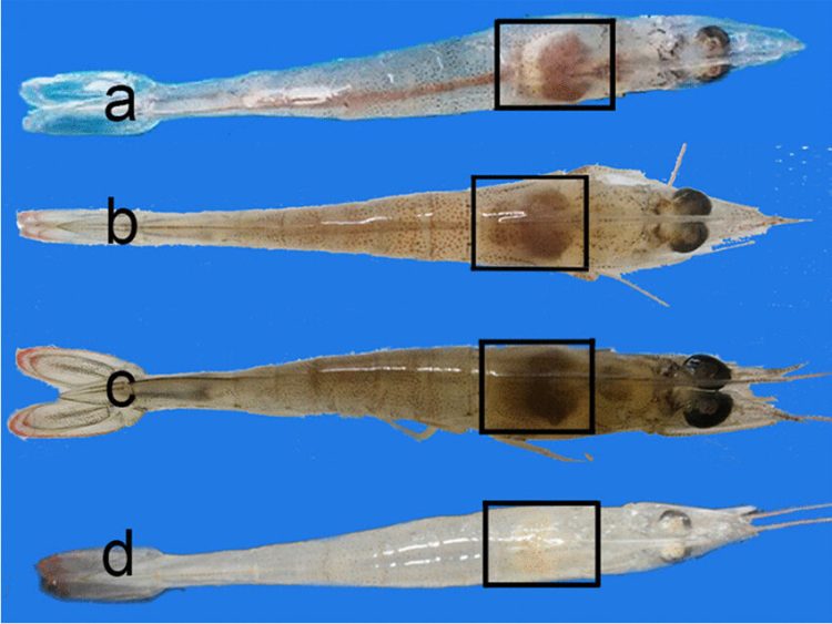 O fígado do camarão sabe de tudo e vai te dedurar
