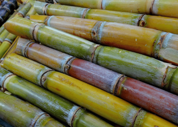 Adoçar é cultural: como o açúcar moldou o paladar e a gastronomia do Brasil