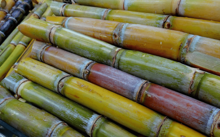 Adoçar é cultural: como o açúcar moldou o paladar e a gastronomia do Brasil