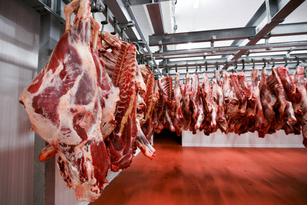 Carne bovina brasileira desafia tarifas dos EUA e se aproxima de recorde em exportações
