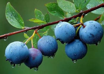 Do Sul ao Sertão, o mirtilo dá as caras, e sabor, no campo brasileiro