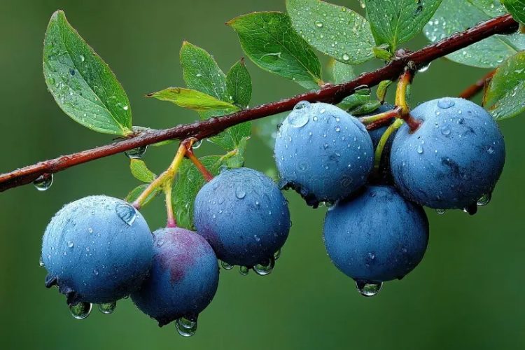 Do Sul ao Sertão, o mirtilo dá as caras, e sabor, no campo brasileiro