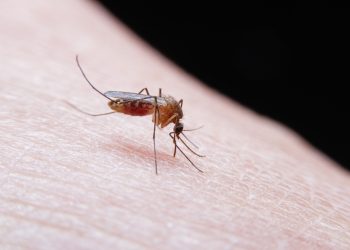 Por que os mosquitos insistem em você e ignoram todo mundo