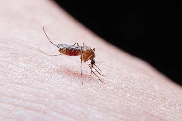 Por que os mosquitos insistem em você e ignoram todo mundo