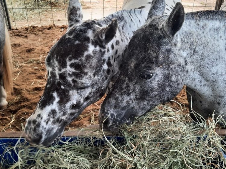 Sertão da Paraíba abre 5ª Expo Brejo com feira agropecuária e shows gratuitos