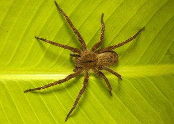 Aranha-armadeira (Phoneutria): caçadora urbana e seu perigo silencioso