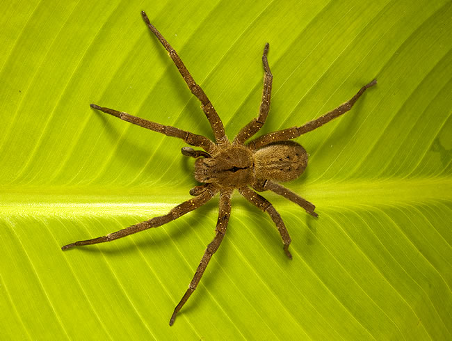 Aranha-armadeira (Phoneutria): caçadora urbana e seu perigo silencioso