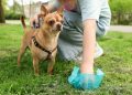 Por que correr para recolher o cocô do seu cão pode virar uma péssima decisão