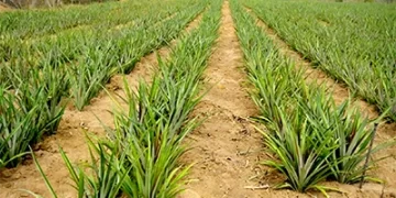 Paraíba reconquista liderança nacional na produção de abacaxi em 2024