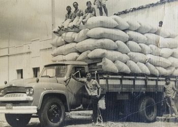 Algodão: da era do ouro branco ao renascimento orgânico na Paraíba